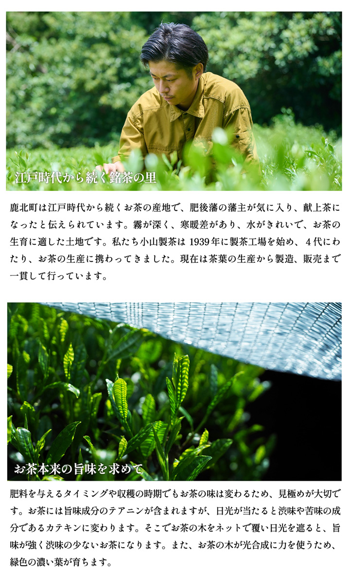 小山製茶