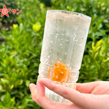 【銀杏酢】あんずシロップ